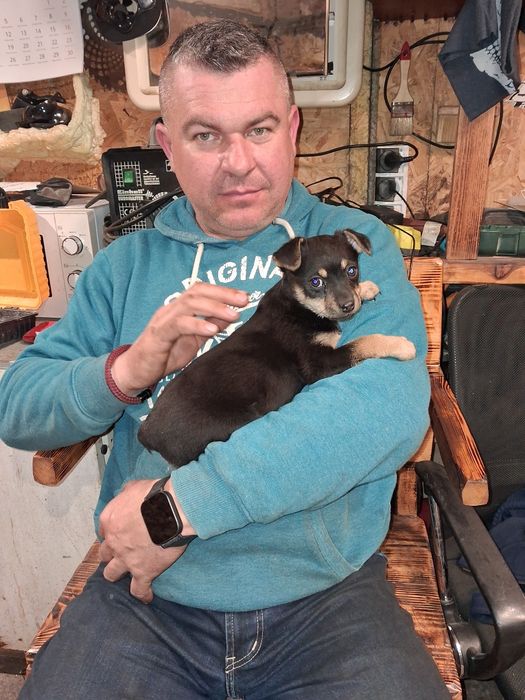 Oddam suczke dwu miesięczna,