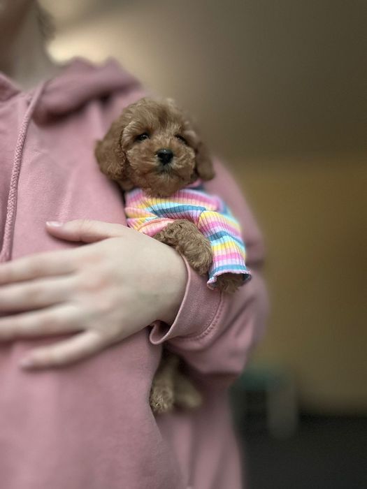 Мальтіпу дівчатка красуні. Найкращі наймиліші в світі.