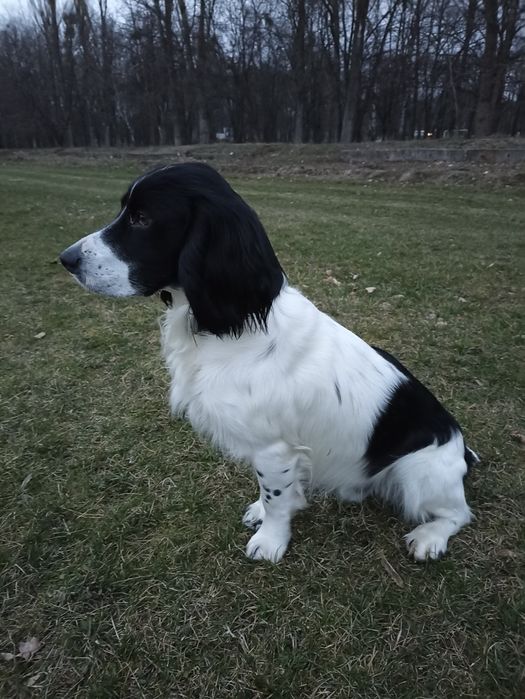 Російський спаніель, хлопчик