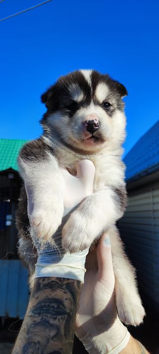 Крупненькі гарненькі