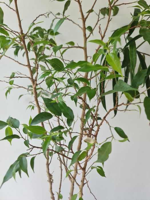 Фікус алі і фікус Наташа.