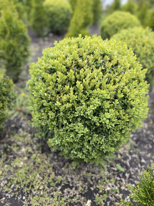 Самшит куля (Buxus) – декоративні сформовані рослини