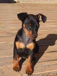 БЕЗКОШТОВНО Карликовий доберман разом з мамою