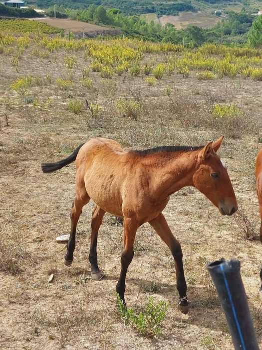 Poldros Puro Sangue Lusitano