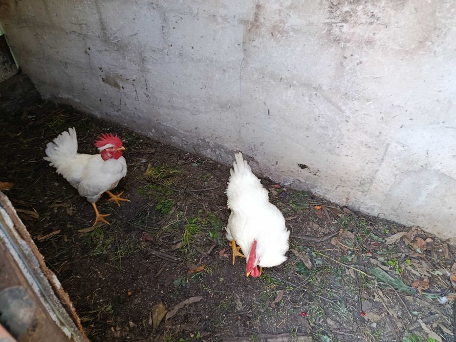 Galinhas Raças Autoctones Portuguesas