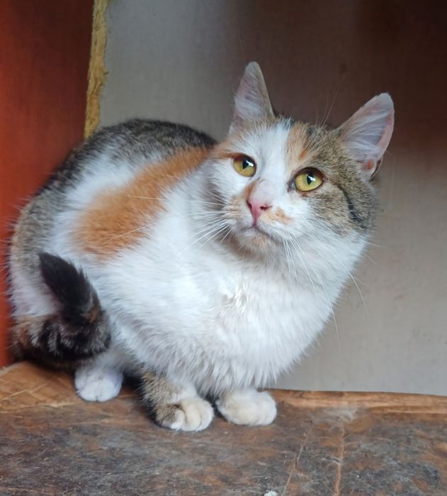 Люся шукає новий дім