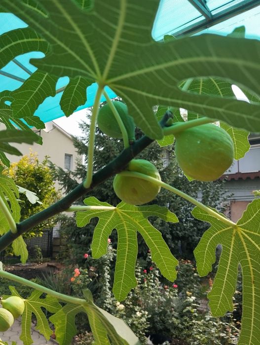 Продам саженцы  инжира