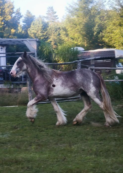 Anakin - wałaszek  irish cob (tinker / gypsy cob) 2024