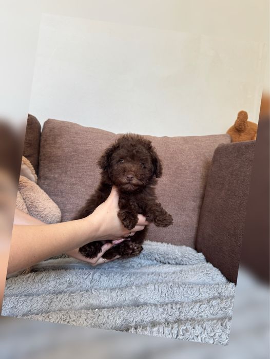 Малюк шоко тойчик