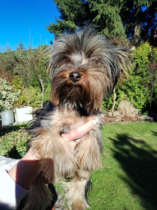 Sprzedam Yorkshire Terrier