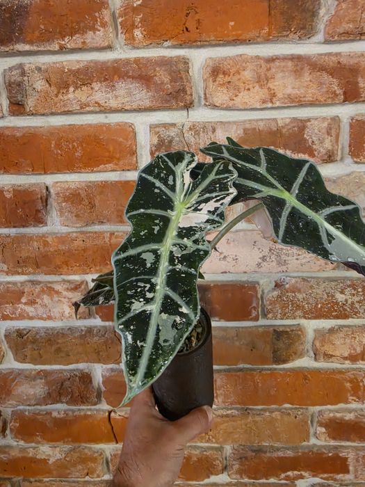 Alocasia Polly Pink Varie