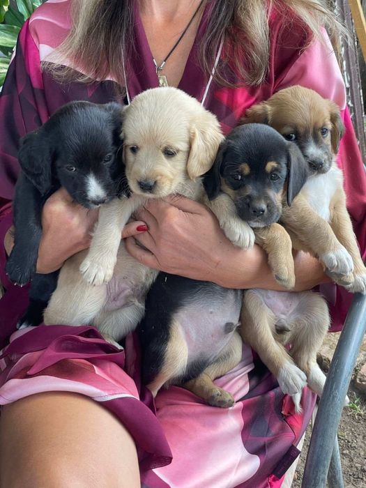 Лучшие щенки в лучшие семьи