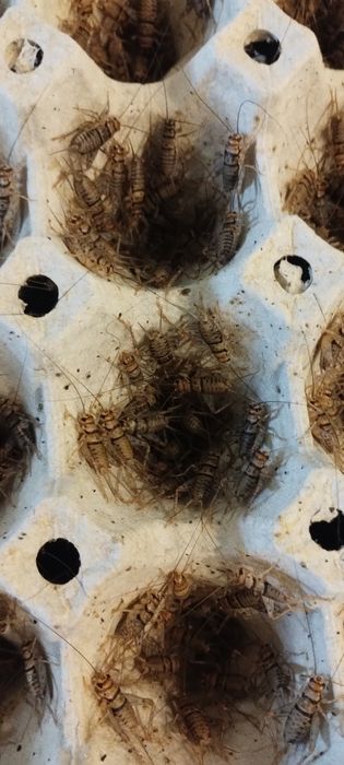 Świerszcze bananowe