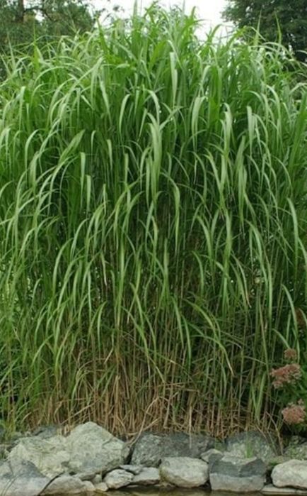 Sadzonka korzeniowa trawy Miskanta gigant