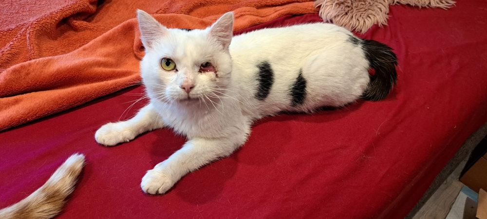 Skaza skrzywdzony kocurek szuka swojego miejsca na ziemi