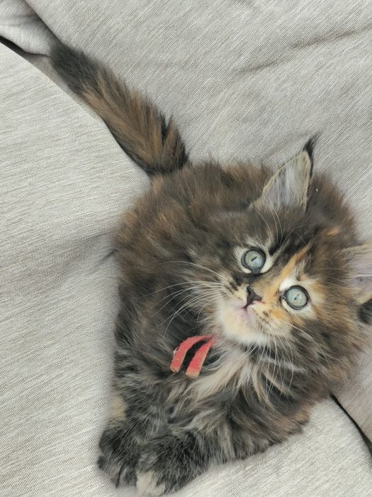 Kocieta Maine coon  kotki do odbioru w lipcu możliwa opcja do hodowli