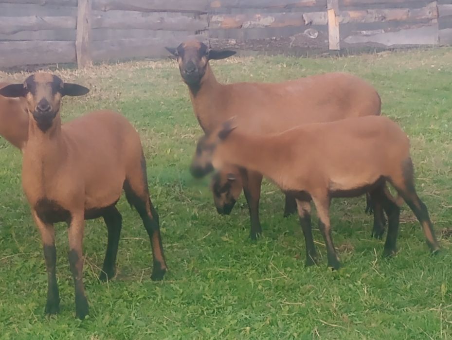 Sprzedam Tryki Barbados 5-cio miesięczne.