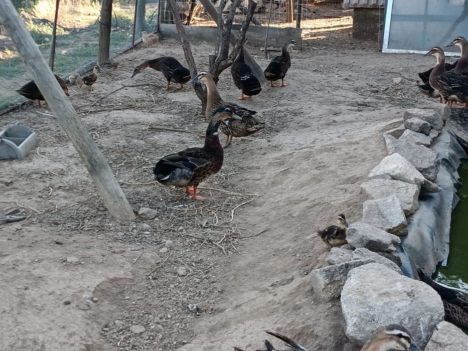 Patos raça Rouen