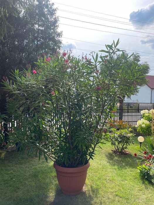 Oleander duży - ok. 3 m
