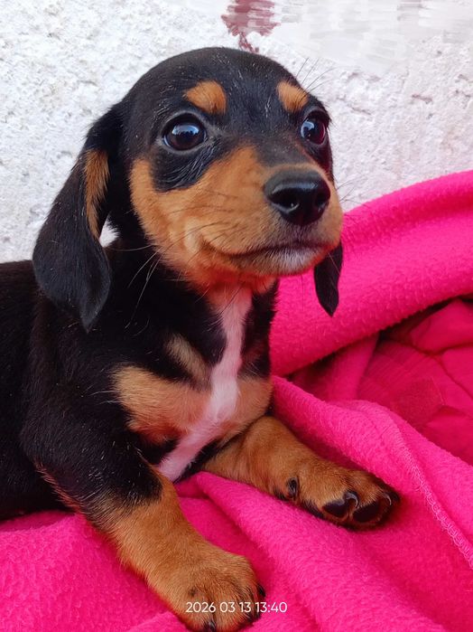 Щенки такса метисы