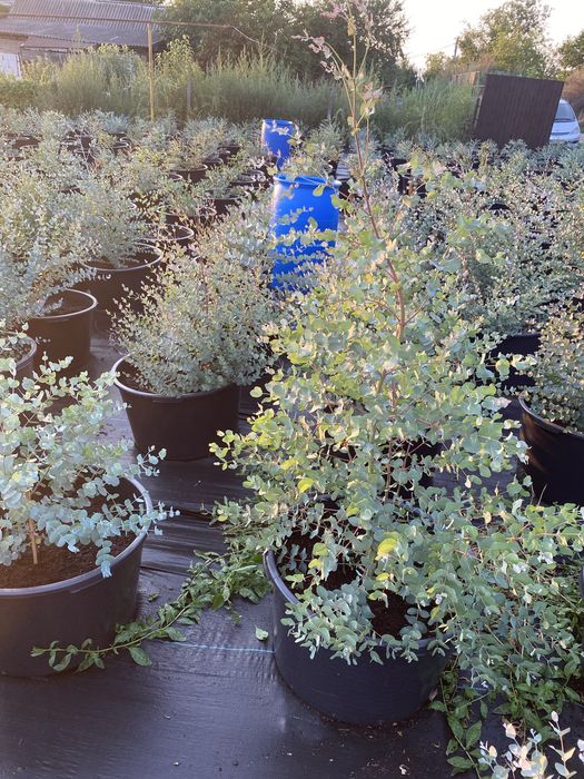 Деревья Эвкалипт Гунни Eucalyptus Gunni евкаліпт гунні гунніі ганна євкаліпт