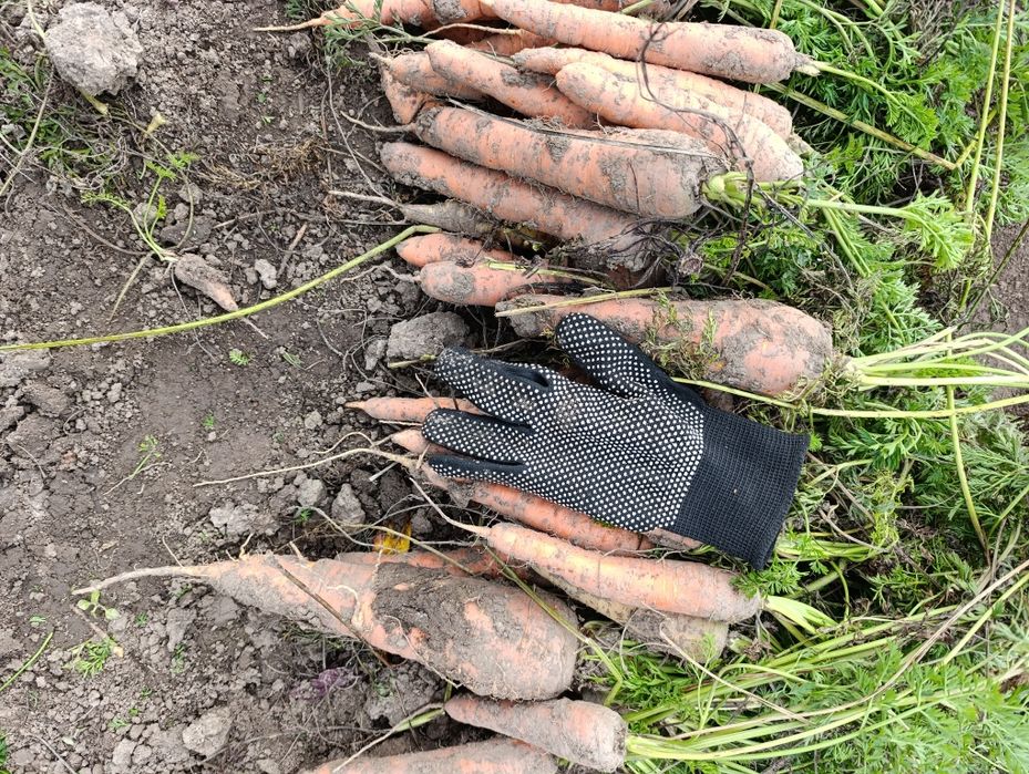 Часник Любаша, морква та цибуля, картопля, бурякдомашні