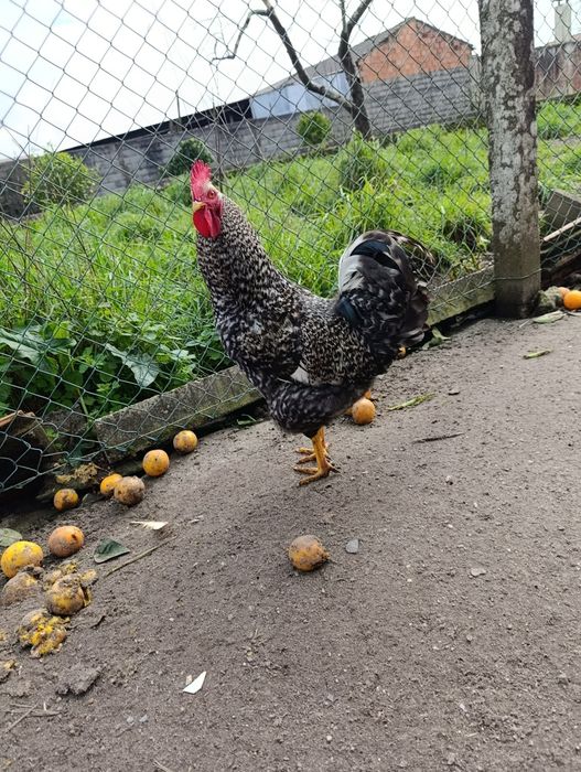 Galo Juvenil cruzado de pedrês