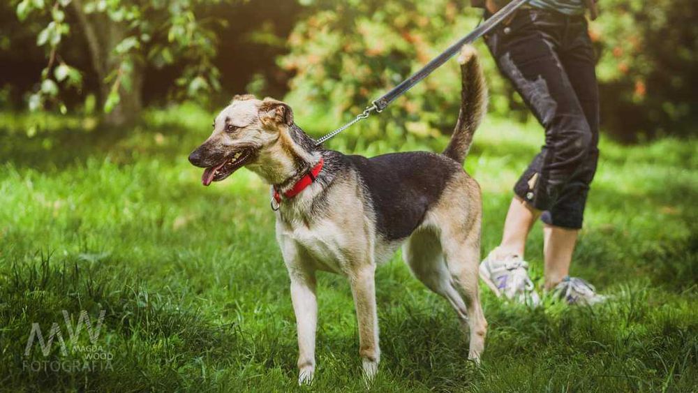 Świetna, kontaktowa suczka do adopcji