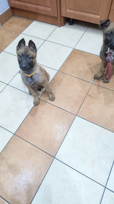 Szczeniaki owczarka belgijskiego