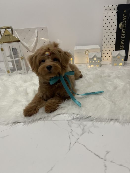 Помапу  краса, ніжність і любов в одному