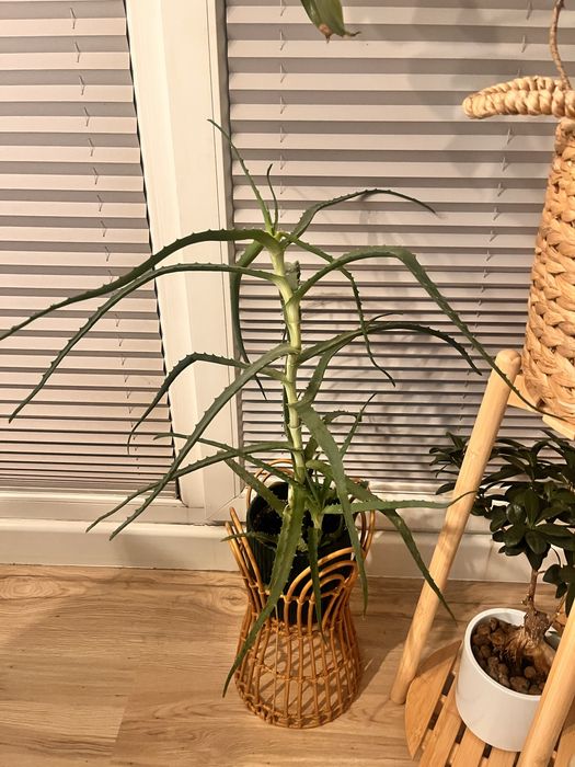 Aloes  drzewiasty kwiat