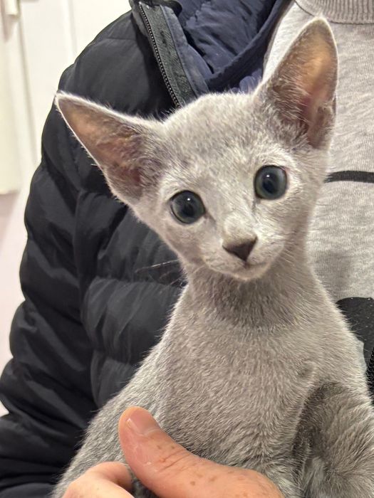 Russian Blue/Azul Russo. Pedigree.