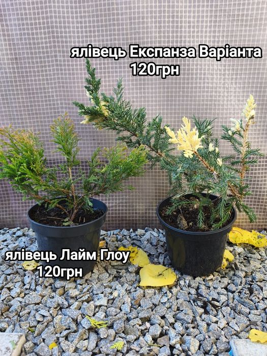 Хвойні рослини з гарною кореневою системою