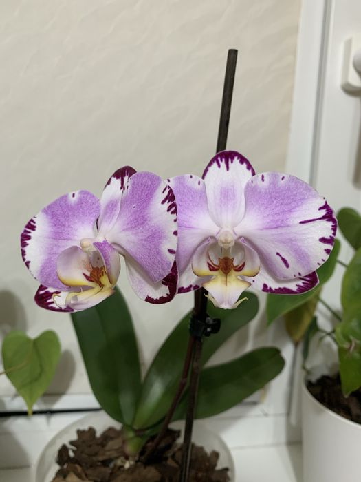 Продається орхідея