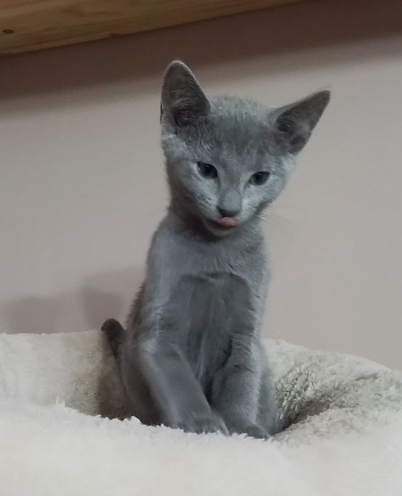 Kocurek rosyjski niebieski rodowód FPL/ FIFe