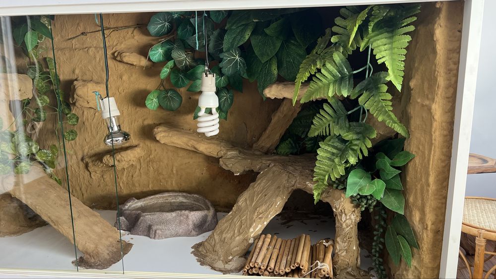 Terrarium agama brodata