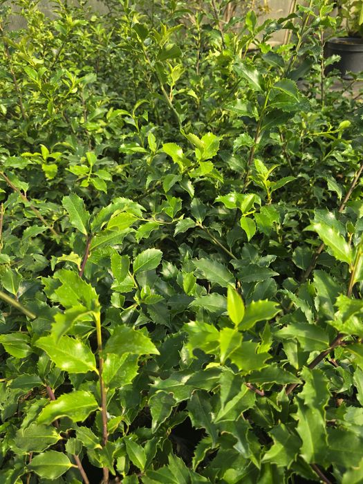 Ostrokrzew 20-40 cm blue prince zimozielony zywoplot wolsztyn poznan