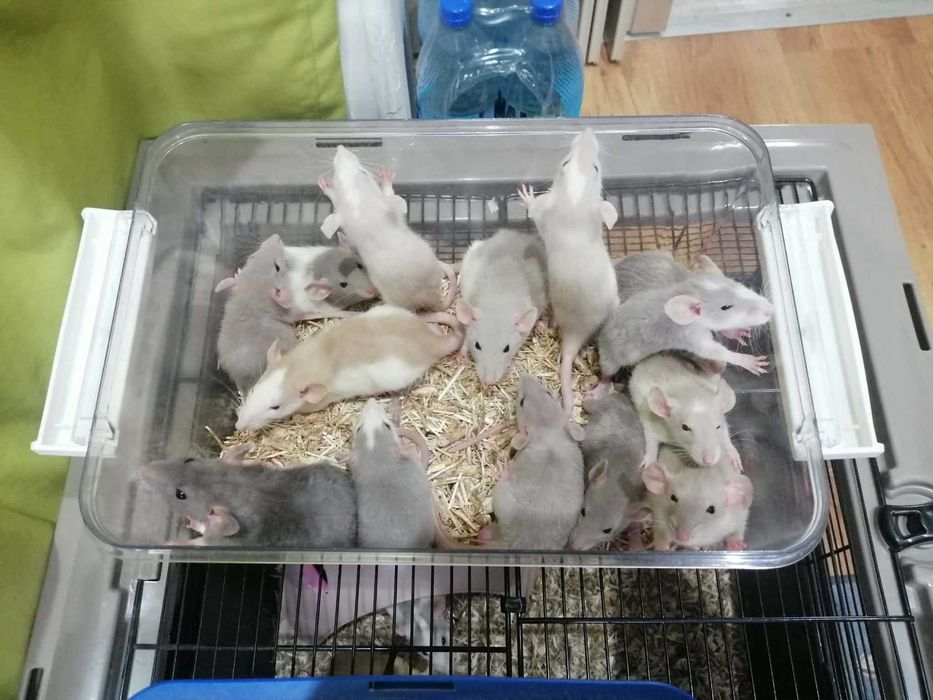 Szczury samce młode dumbo