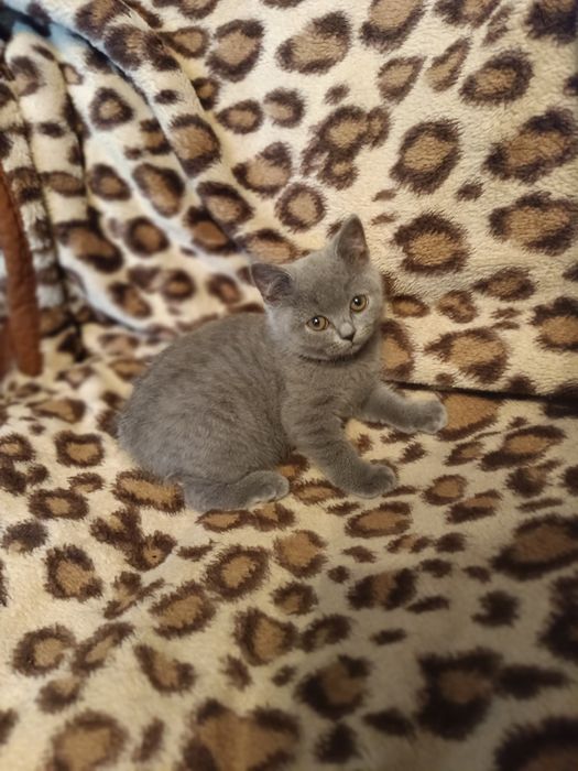 Kot brytyjski niebieski krótkowłosy Beza