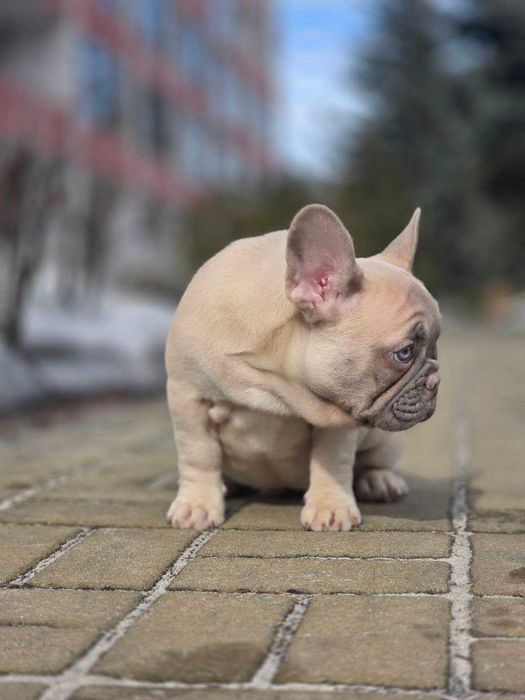 Дівчинка голубо-палева французького бульдога