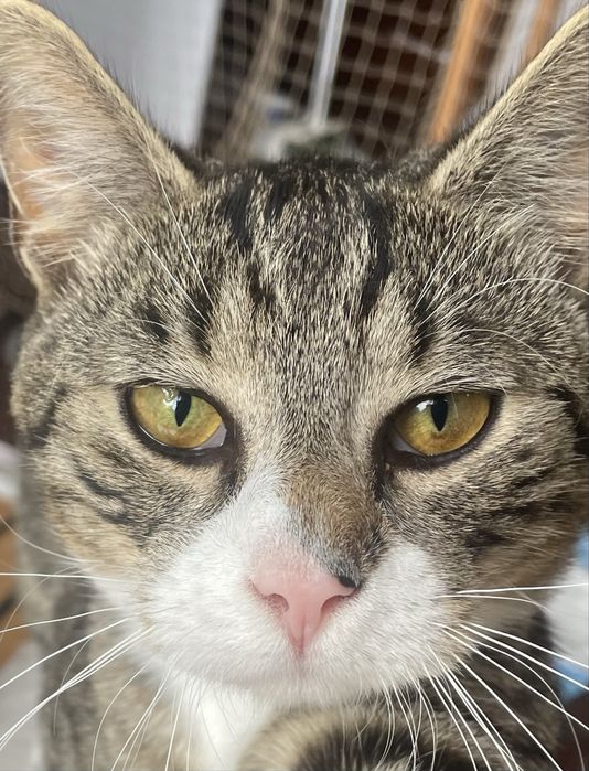 Hotel psów, kotów, królików i gryzoni