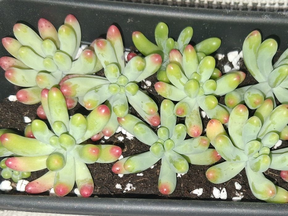 Decoração Natural