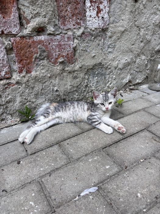 Кошенята в добрі руки