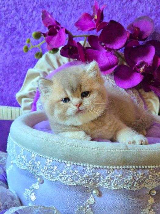Британський хлопчик Рей Лілове золото