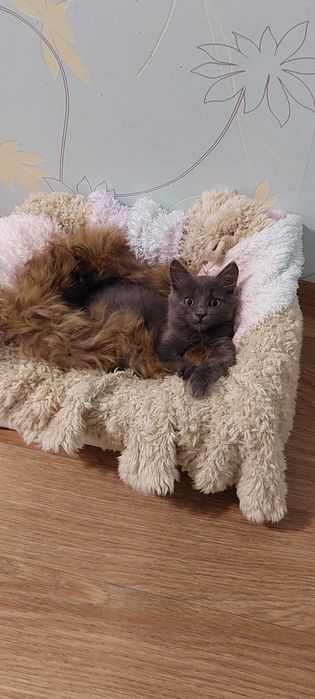 Кошеня дівчинка. Котенок девочка. Спсеныш ищет семью