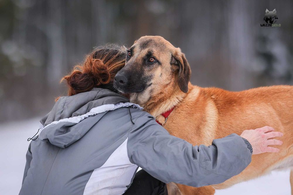 Mauro młody owczarek anatolijski do adopcji z fundacji