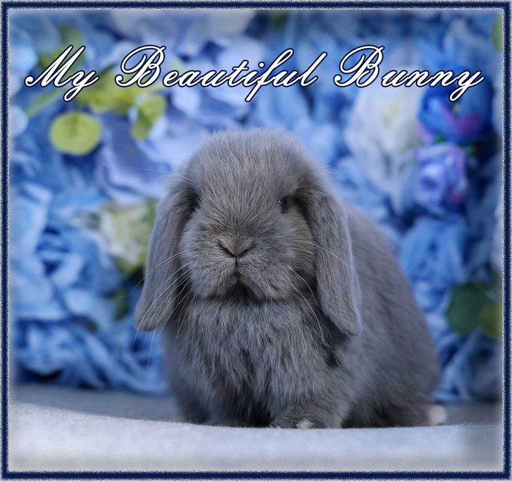 Piękny Królik Mini Lop - Niebieski