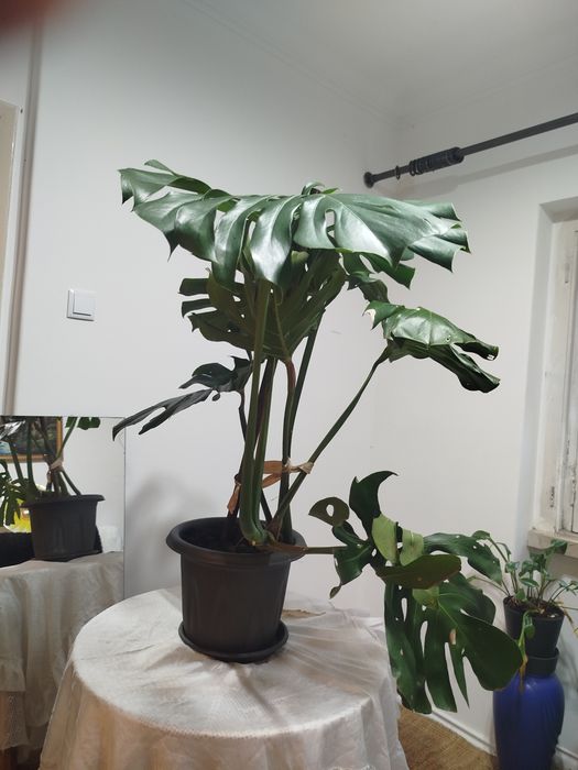 Monstera Deliciosa (Costela-de-Adão) Grande