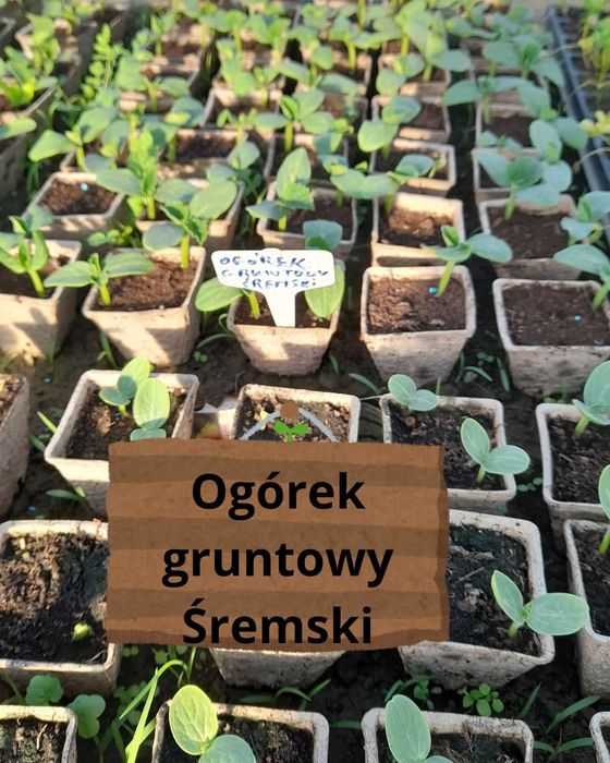 Sadzonki rozsada ogórki gruntowe i szklarniowe