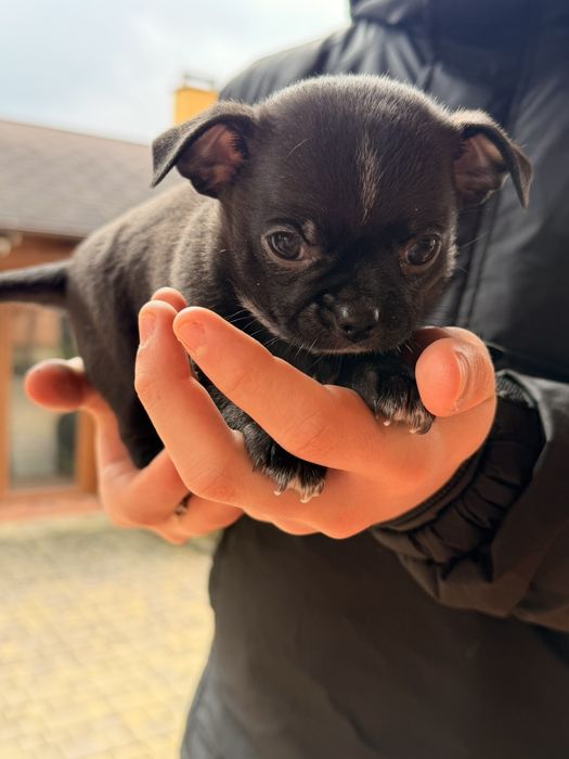 Чудові два хлопчики.